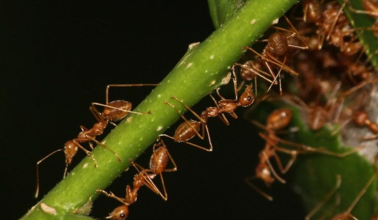 Pest Share Nets $28M Seed to Digitize Pest Control for U.S. Rentals